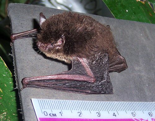 Wall-roosting mouse-eared bat